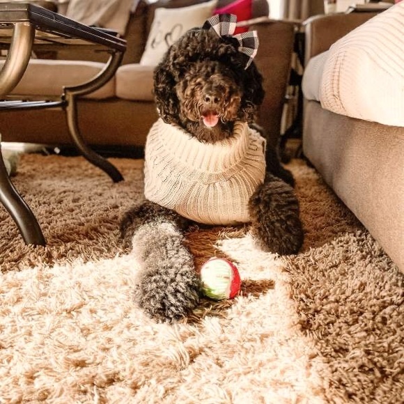 Boots & Barkley Dog Boots Barkley Dog Sweater Pet Apparel Beige Up